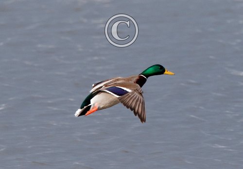 Mallard Drake in Flight DM1647